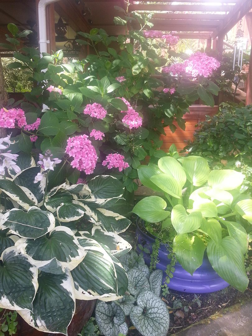  photo 20140718_102830_zpsiwjlnkej.jpg